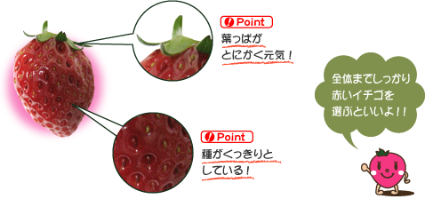 おいしいいちごは、葉っぱが元気で全体が赤く、種がくっきりとしているものを選びましょう。